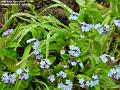 2004-0410forgetmenots